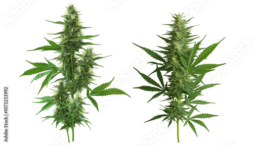 Cannabis Plants Sativa and Indica Strains, Isolated on White Background, High-Resolution Stock Image