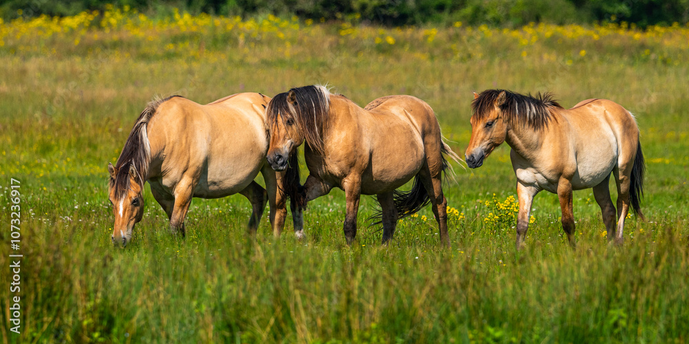 Chevaux Henson en baie de Somme Chevaux Henson en baie de Somme