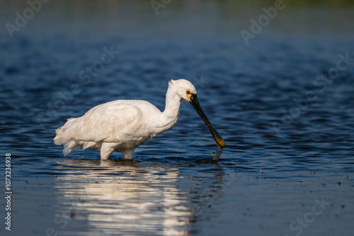 Spatule blanche (Platalea leucorodia - Eurasian Spoonbill) photo