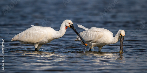 Spatule blanche (Platalea leucorodia - Eurasian Spoonbill) photo