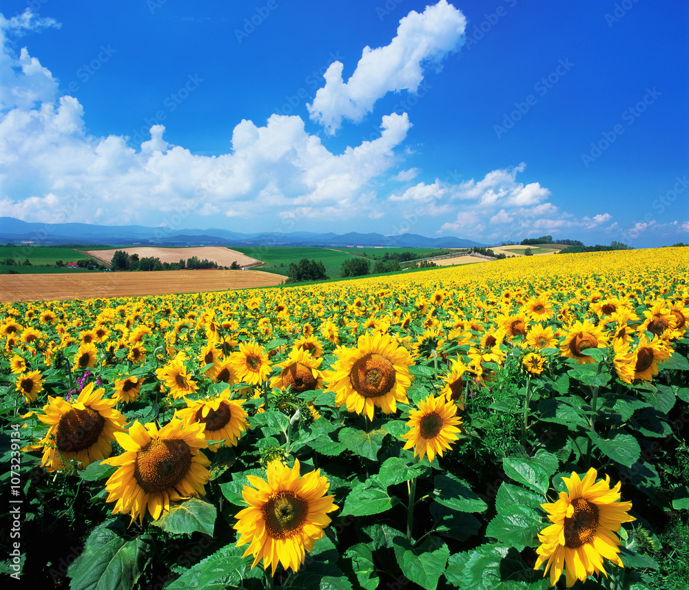 Obraz premium ヒマワリ咲く丘（美瑛町）