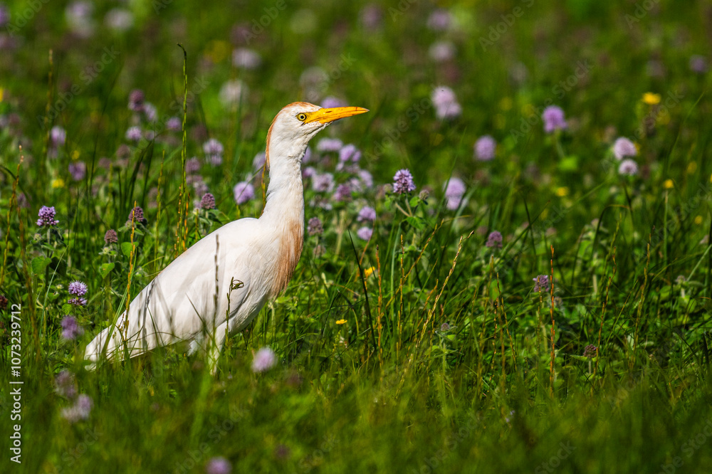 Héron garde-boeufs (Bubulcus ibis - Western Cattle Egret) Héron garde-boeufs (Bubulcus ibis - Western Cattle Egret)