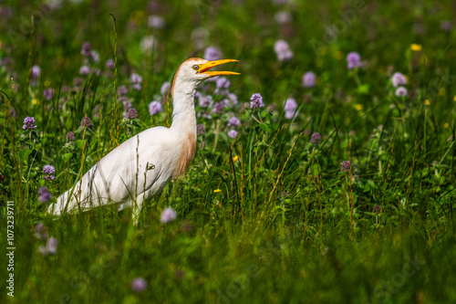 Héron garde-boeufs (Bubulcus ibis - Western Cattle Egret) photo