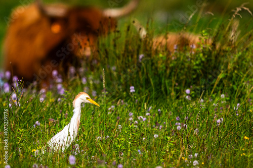 Héron garde-boeufs (Bubulcus ibis - Western Cattle Egret) photo