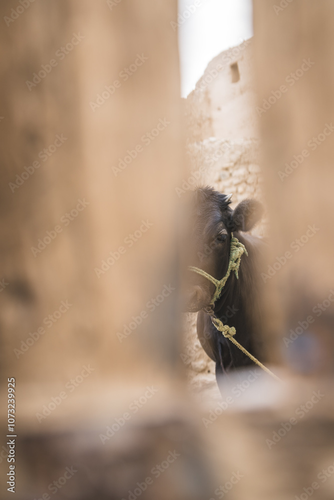 Animals in the ancient medina, Sidi Hamza, Morocco Animals in the ancient medina, Sidi Hamza, Morocco