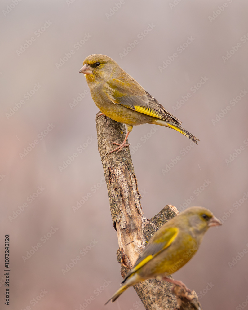 Dzwoniec Chloris chloris Dzwoniec Chloris chloris