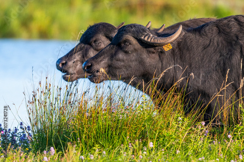 Bufflonnes, buffle d'eau pour l'écopâturage photo