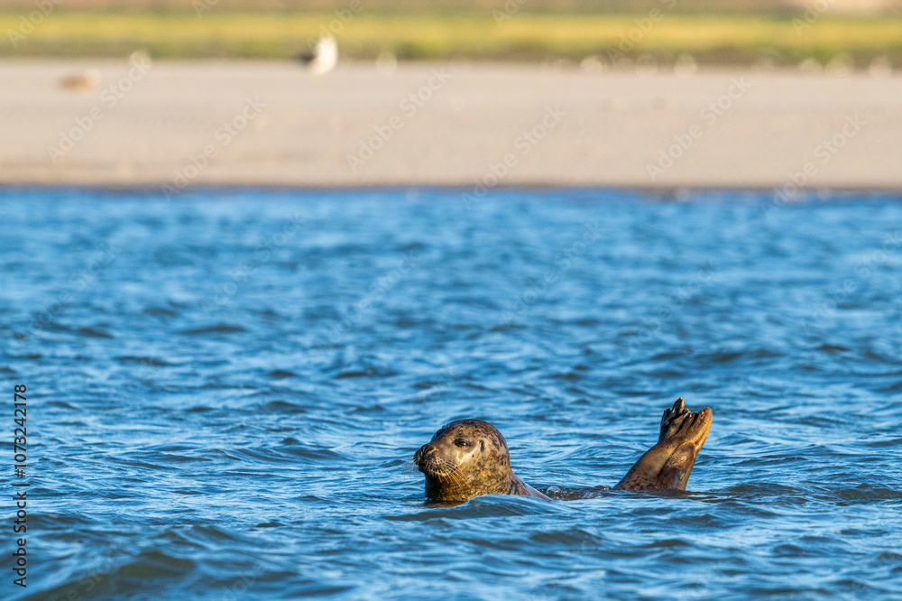 Fototapeta premium Les phoques au Hourdel