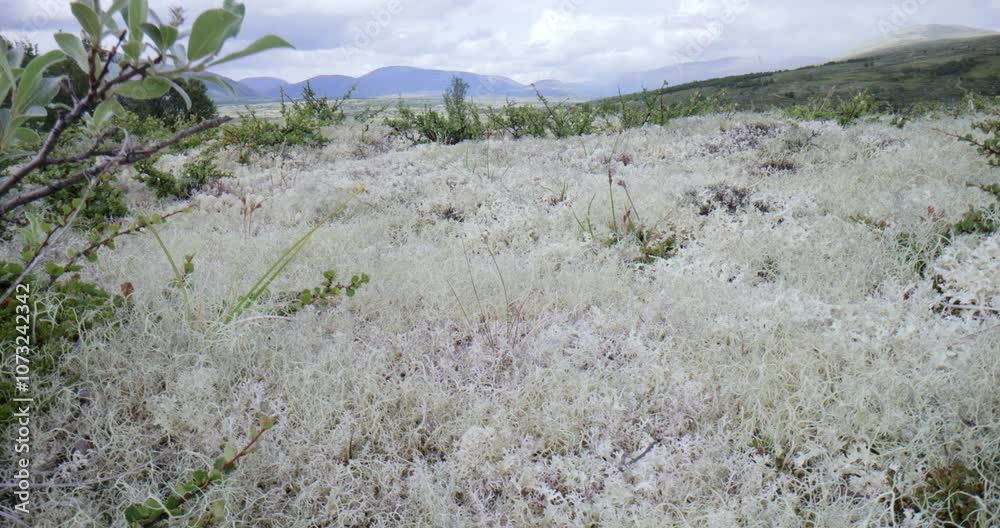 Arctic Tundra. Beautiful Nature Norway natural landscape. Arctic Tundra. Beautiful Nature Norway natural landscape.