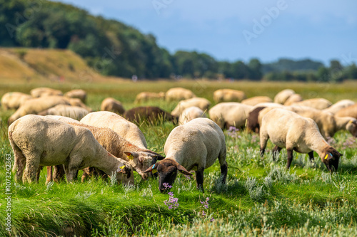 Les moutons de pré-salé dans les mollières