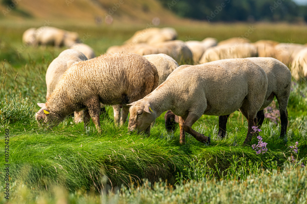 Les moutons de pré-salé dans les mollières Les moutons de pré-salé dans les mollières