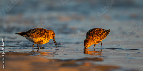 Bécasseau variable (Calidris alpina) photo