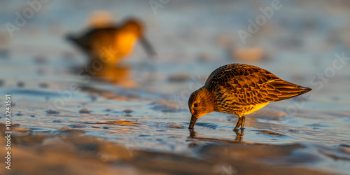 Bécasseau variable (Calidris alpina) photo