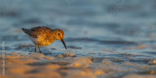 Bécasseau variable (Calidris alpina) photo