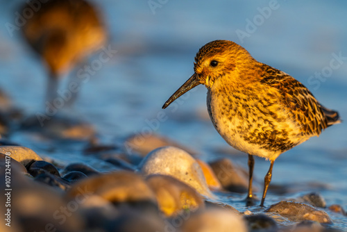 Bécasseau variable (Calidris alpina) photo