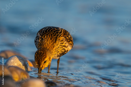 Bécasseau variable (Calidris alpina) photo