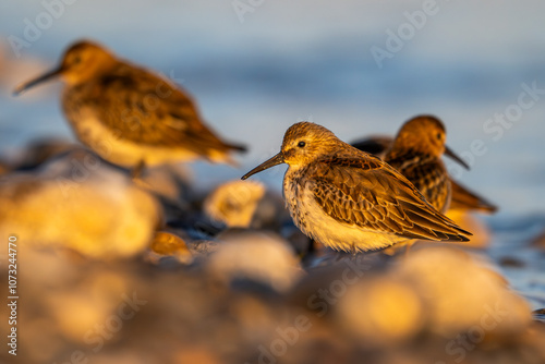 Bécasseau variable (Calidris alpina) photo