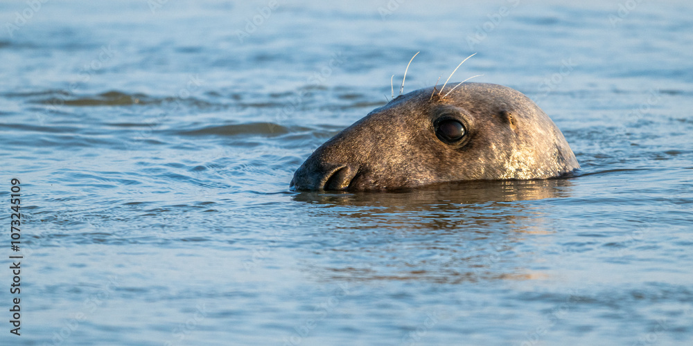 Obraz premium Phoques gris et phoques veau-marin à Berck-sur-mer