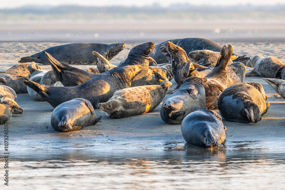 Phoques gris et phoques veau-marin à Berck-sur-mer
