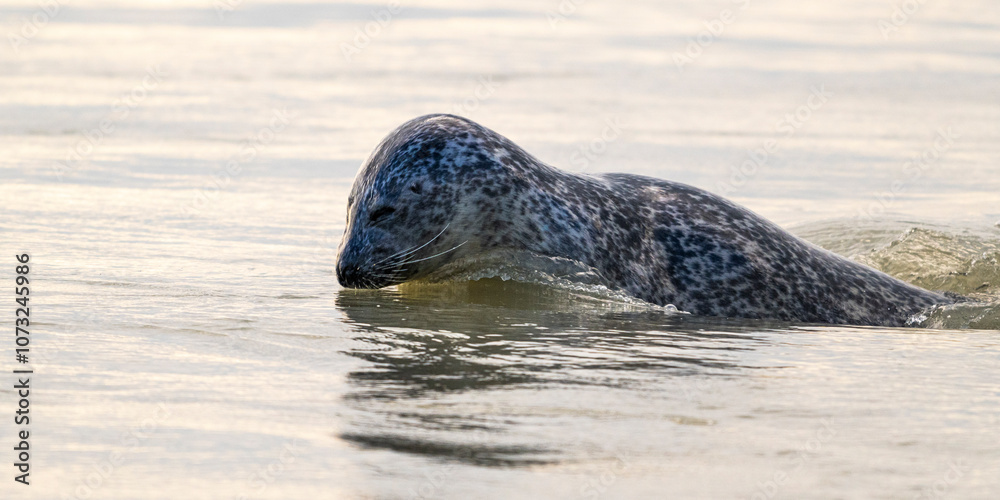 Obraz premium Phoques gris et phoques veau-marin à Berck-sur-mer