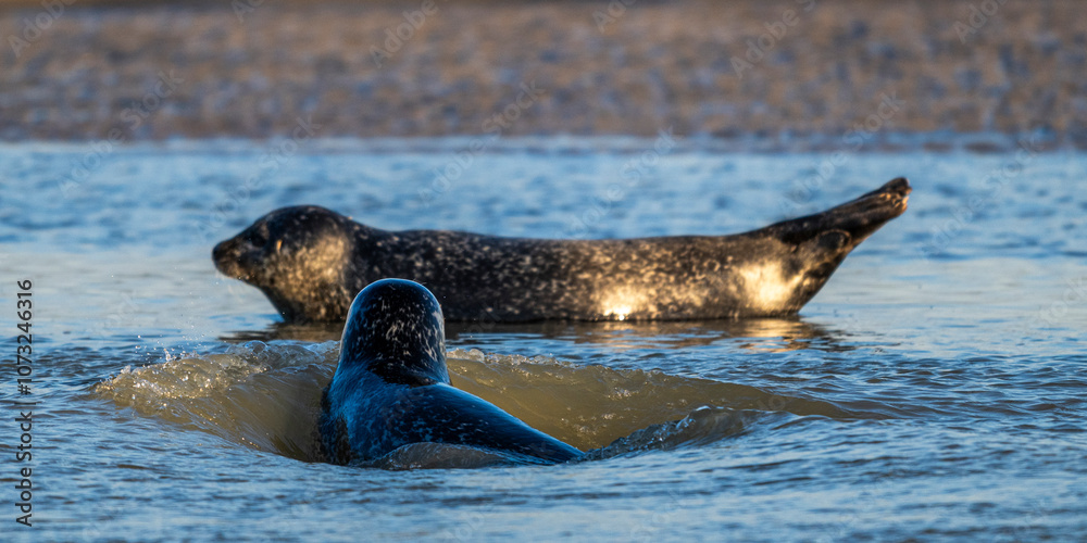 Fototapeta premium Phoques gris et phoques veau-marin à Berck-sur-mer