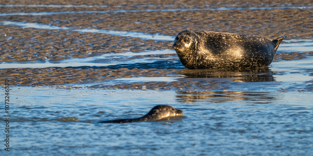 Obraz premium Phoques gris et phoques veau-marin à Berck-sur-mer