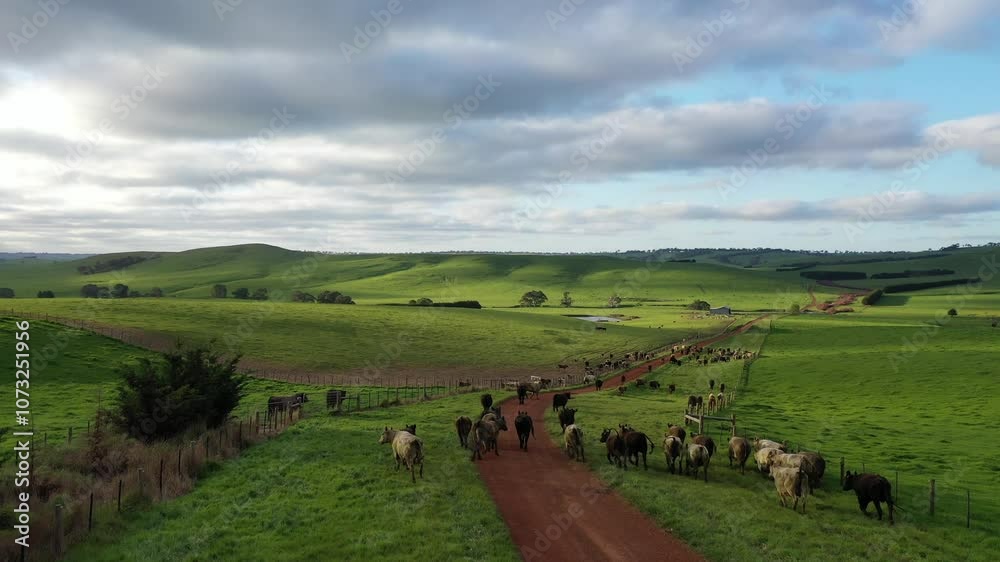 farmer herding cows in a field, Angus, wagyu, Murray grey, Dairy and beef Cows and Bulls grazing on grass and pasture in a field. organic and free range, being grown on a farm in tasmania Australia. farmer herding cows in a field, Angus, wagyu, Murray grey, Dairy and beef Cows and Bulls grazing on grass and pasture in a field. organic and free range, being grown on a farm in tasmania Australia.
