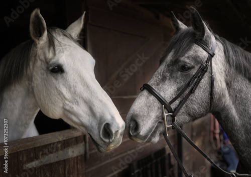 Two romantic horses sharing a kiss