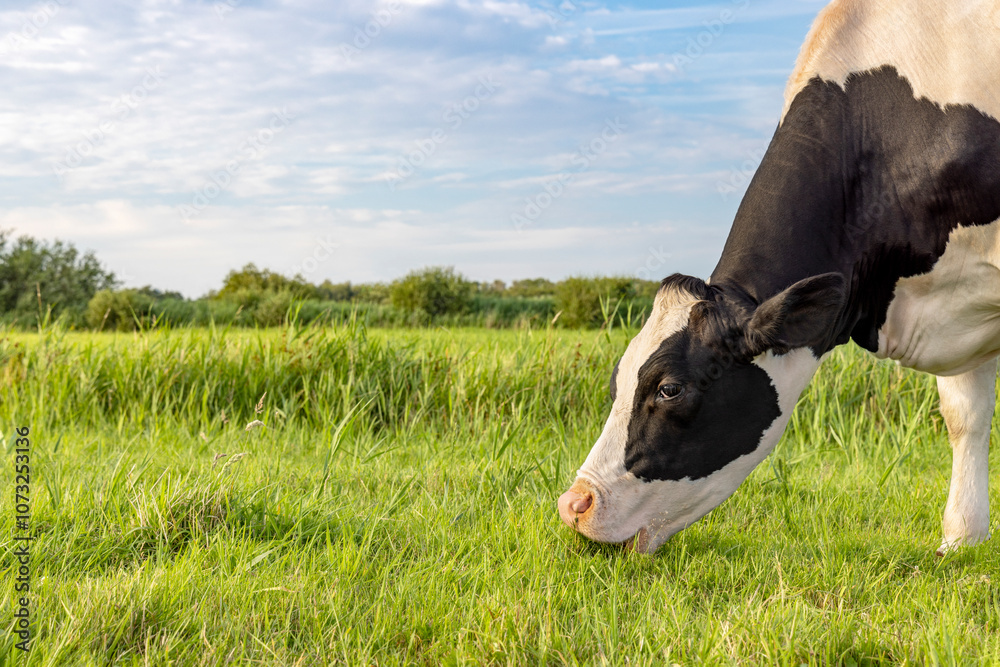 Grazing cow head eating blades of grass, black and white, a cows pink snout in a green grass pasture
