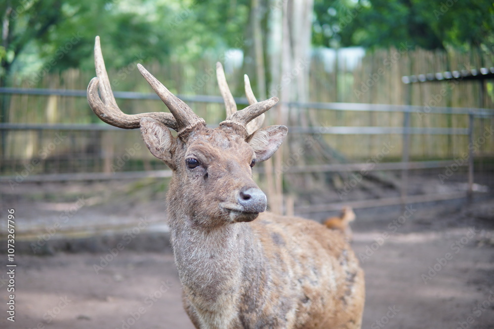 Obraz premium hornet deer at the zoo