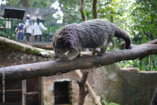 a binturong at the zoo