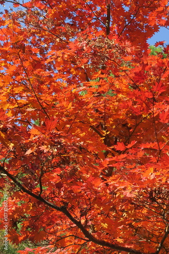 一面の紅葉の赤