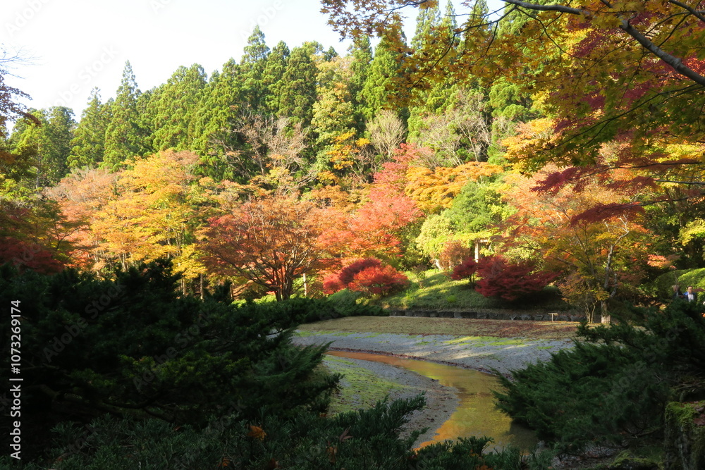 紅葉と松と日本庭園の川 紅葉と松と日本庭園の川