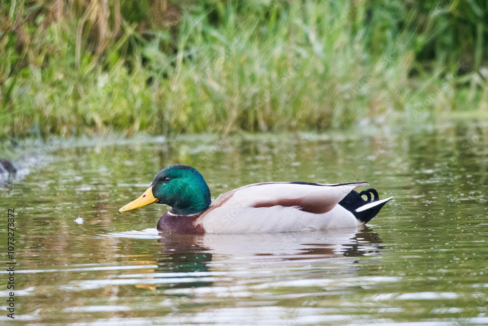 Obraz premium O pato-real ou marreco-selvagem (Anas platyrhynchos). O pato-real é uma espécie anseriforme de médio porte que é um pouco mais pesada que os outros de sua subfamília Anatinae. 