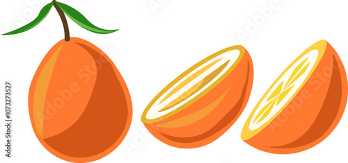 kumquat fruit citrus tropical orange illustration