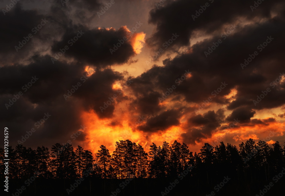 A terrible fire in the forest A terrible fire in the forest