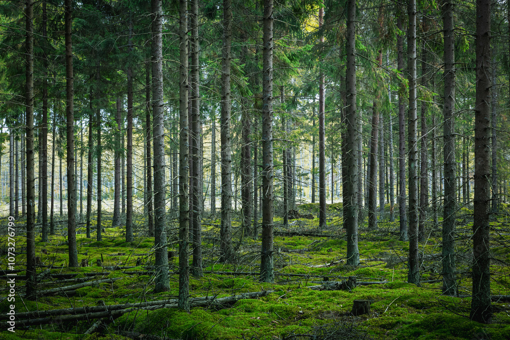 Misty autumn forest. October in misty forest. Poland Europe, Knyszyn Primeval Forest spruce trees Misty autumn forest. October in misty forest. Poland Europe, Knyszyn Primeval Forest spruce trees