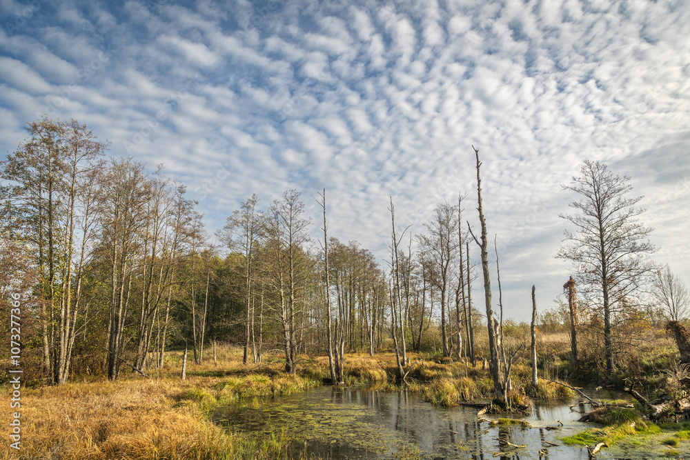 Autumn october landcape marsh scene with trees Poland Europe blue sky and white clouds sunny day Autumn october landcape marsh scene with trees Poland Europe blue sky and white clouds sunny day