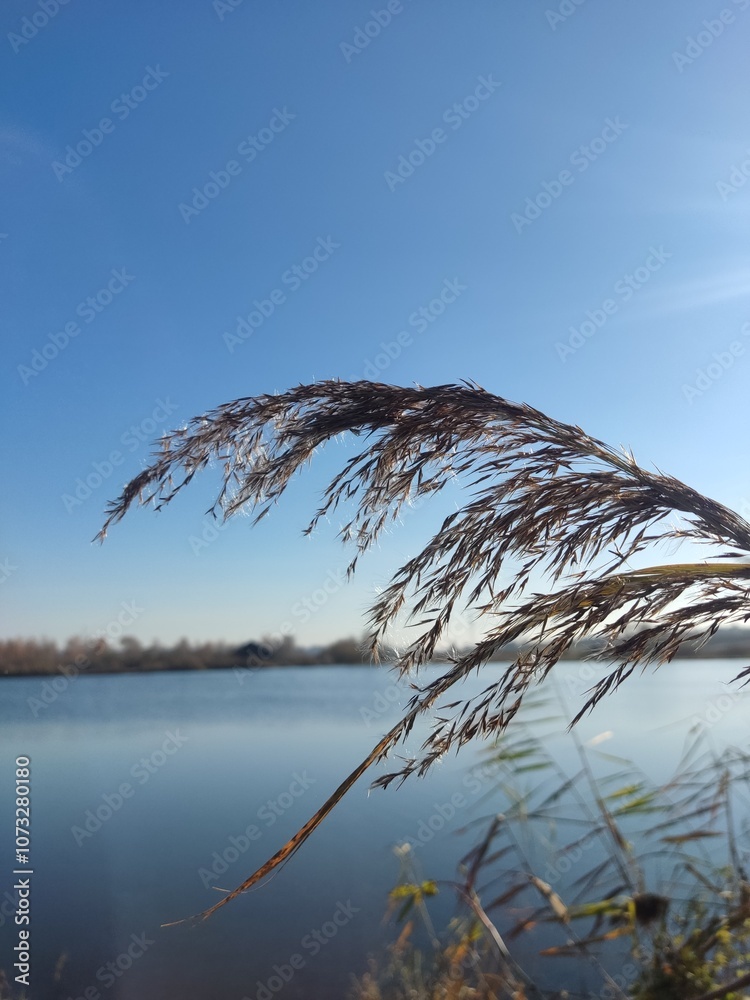 Obraz premium reeds on the water