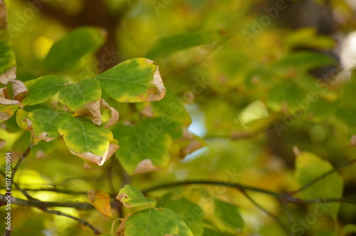 The leaves on the tree are a mix of green and yellow, with some brown spots. The leaves are vibrant and healthy, but also show signs of aging and wear. The tree is surrounded by other trees.