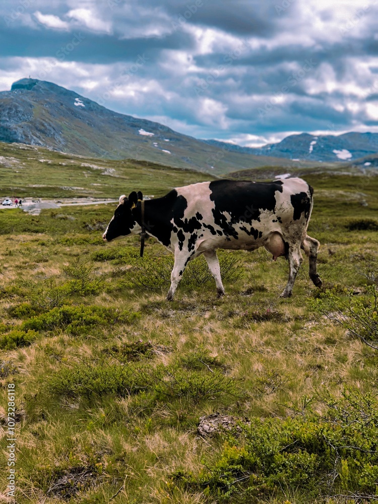 cows in the mountains