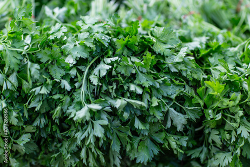 selective focus background of parsley on the counter in the market. close-up