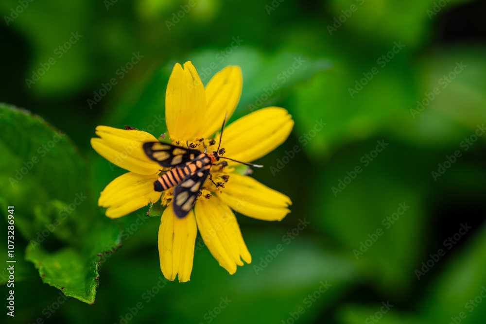 A Colorful insect taking honey from the yellow flower in a garden A Colorful insect taking honey from the yellow flower in a garden