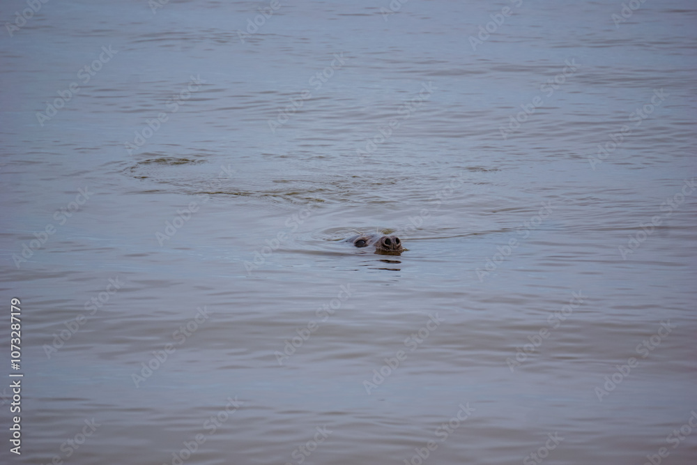 seal in the water seal in the water