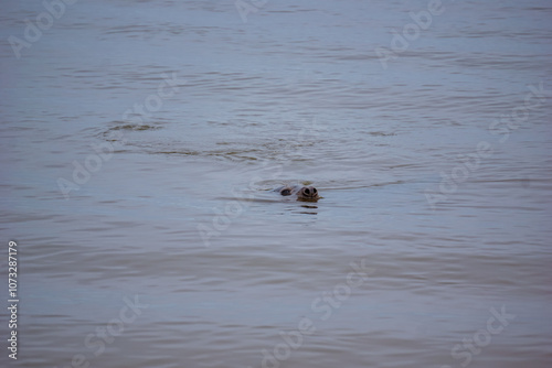 seal in the water