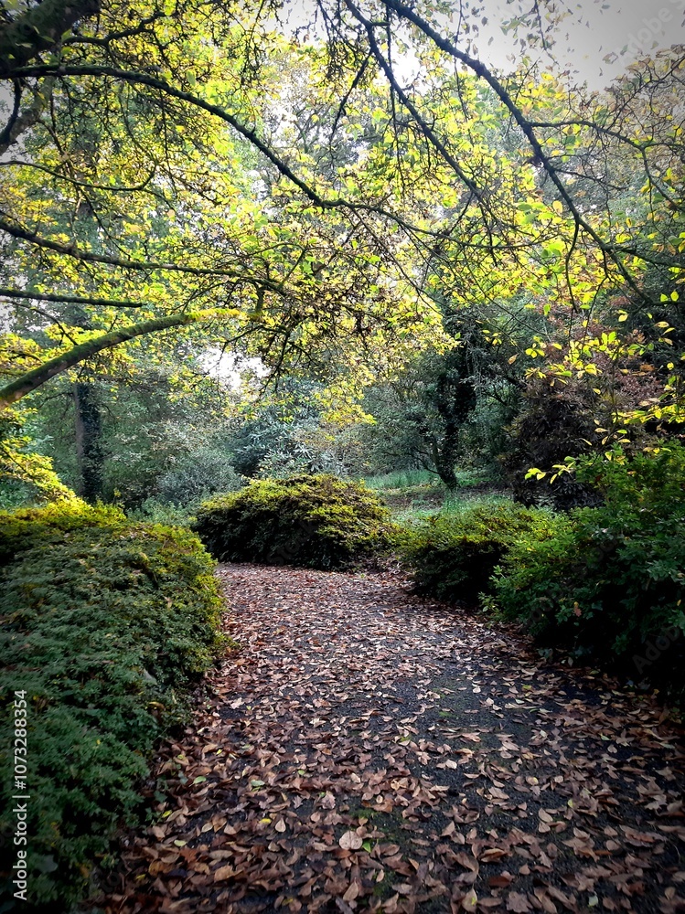Fototapeta premium path in the forest