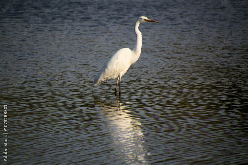A view of a Great White Egret in the water at Venus Pool Nature Reserve A view of a Great White Egret in the water at Venus Pool Nature Reserve