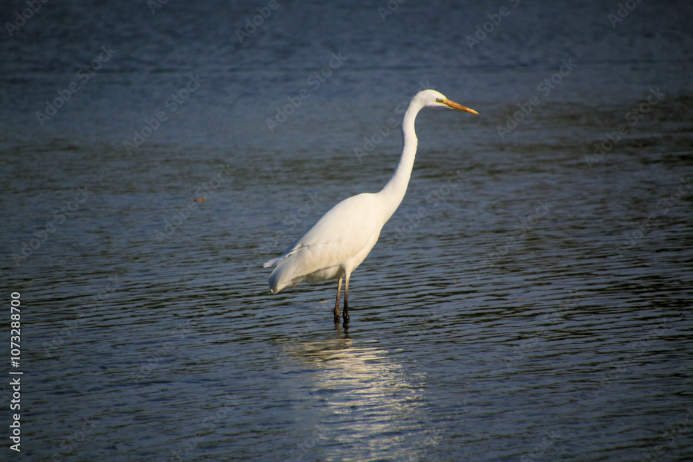 A view of a Great White Egret in the water at Venus Pool Nature Reserve A view of a Great White Egret in the water at Venus Pool Nature Reserve