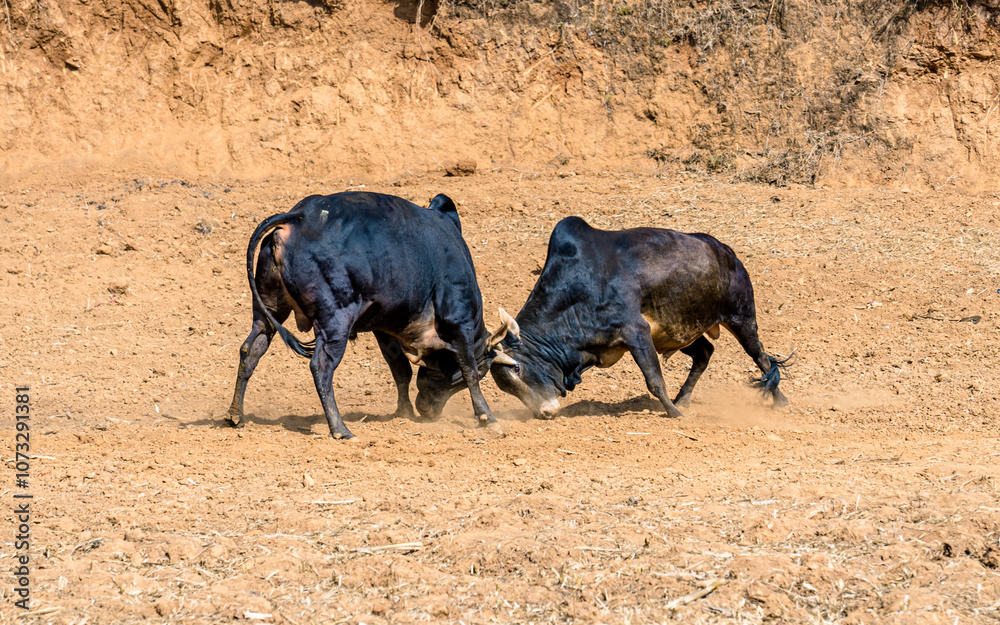Closeup view of bull fighting in the filed, Nepal. Closeup view of bull fighting in the filed, Nepal.