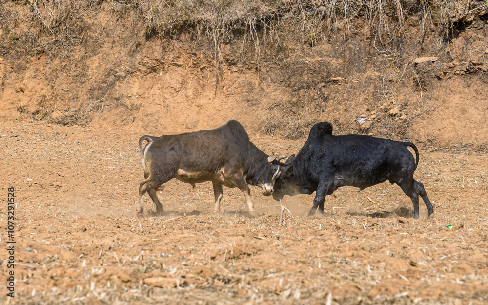 Closeup view of bull fighting in the filed, Nepal. Closeup view of bull fighting in the filed, Nepal.